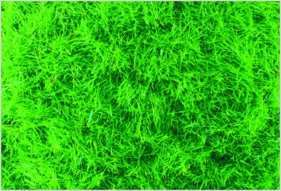 Chine A-1 2,5 mm Custom modèle Architectural Layouts du Train Nylon fournitures repas d'herbe vert foncé fournisseur